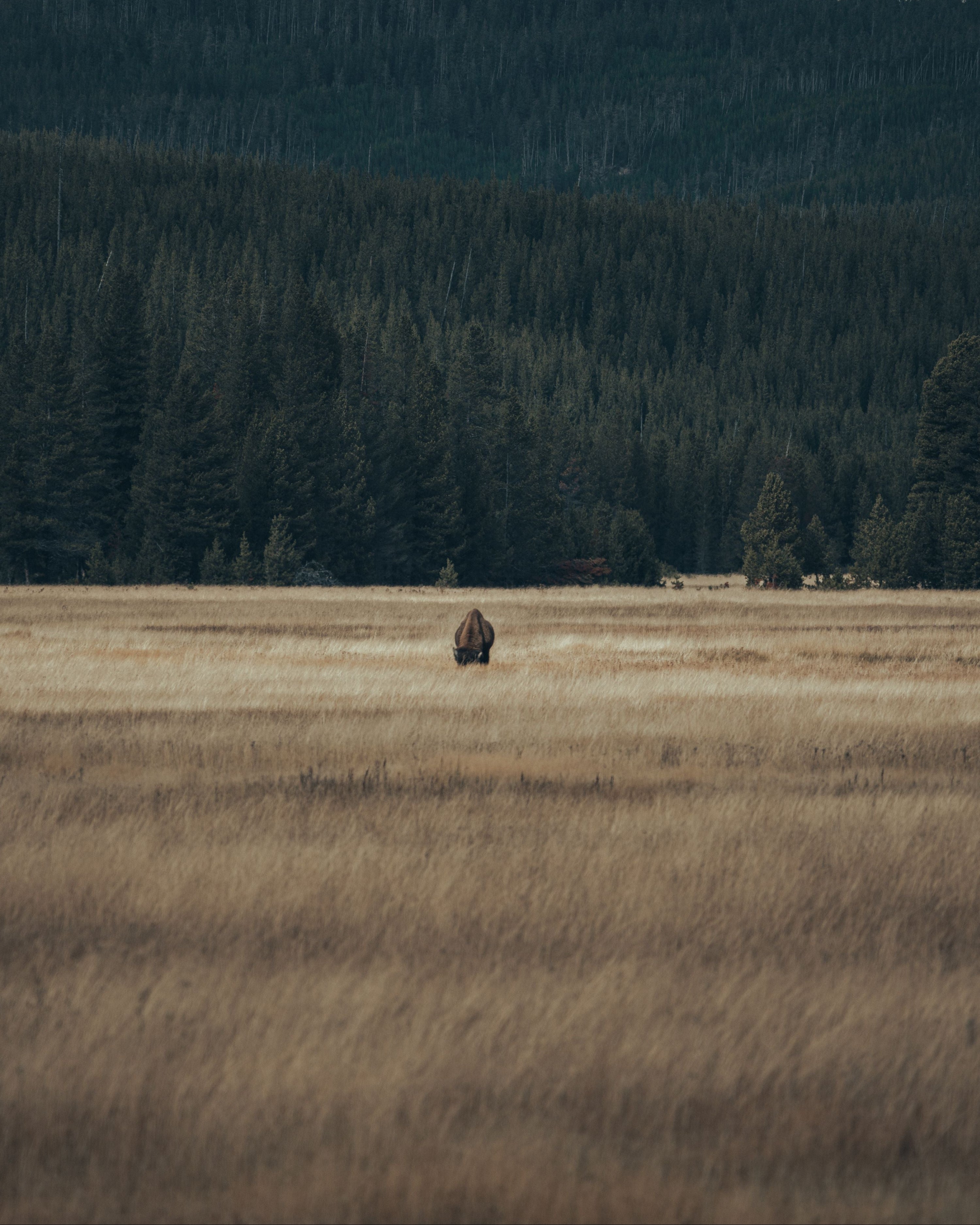 A wide landscape photograph showing a grassy field in the foreground, a small dark animal standing near the center, and a dense dark forest on a hillside under a cloudy sky.